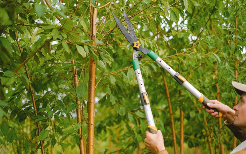 Tree trimming in Au Gres, MI